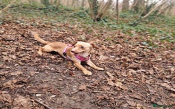 Mixed Breed dogs for sale: 2 year old  - Image 3