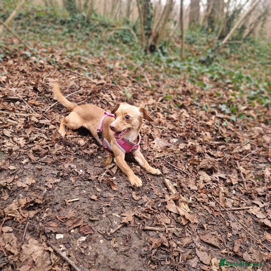 Mixed Breed dogs for sale: 2 year old  - Image 3