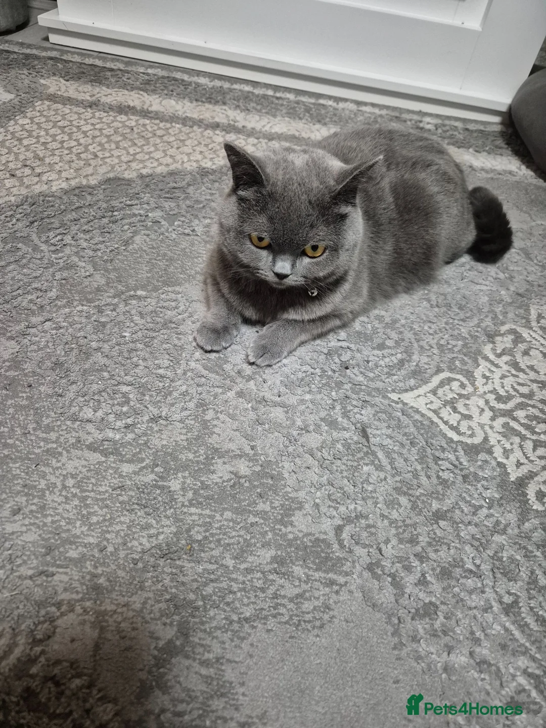 Brazilian Shorthair cats for sale: 2amazing british shorthair male for sale together  - Advert 4