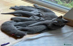 British Shorthair cats for sale: My 5 soft and fluffy BSH kitten looking a new home - Image 7