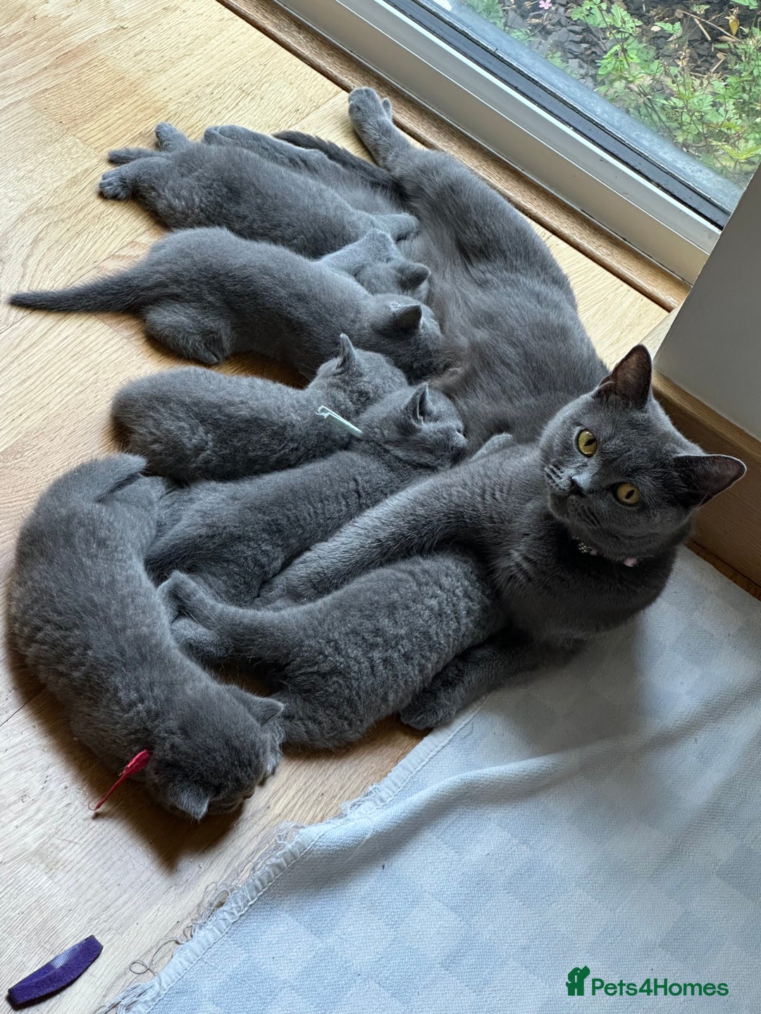 British Shorthair cats for sale: My 5 soft and fluffy BSH kitten looking a new home - Image 7