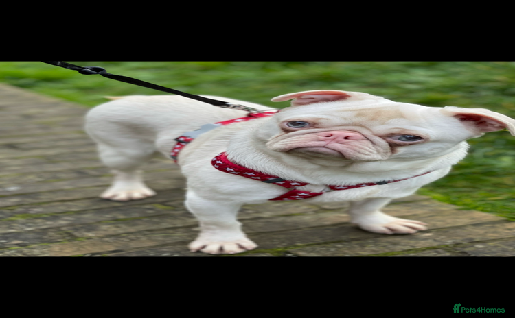 Pug dogs - Advert 1