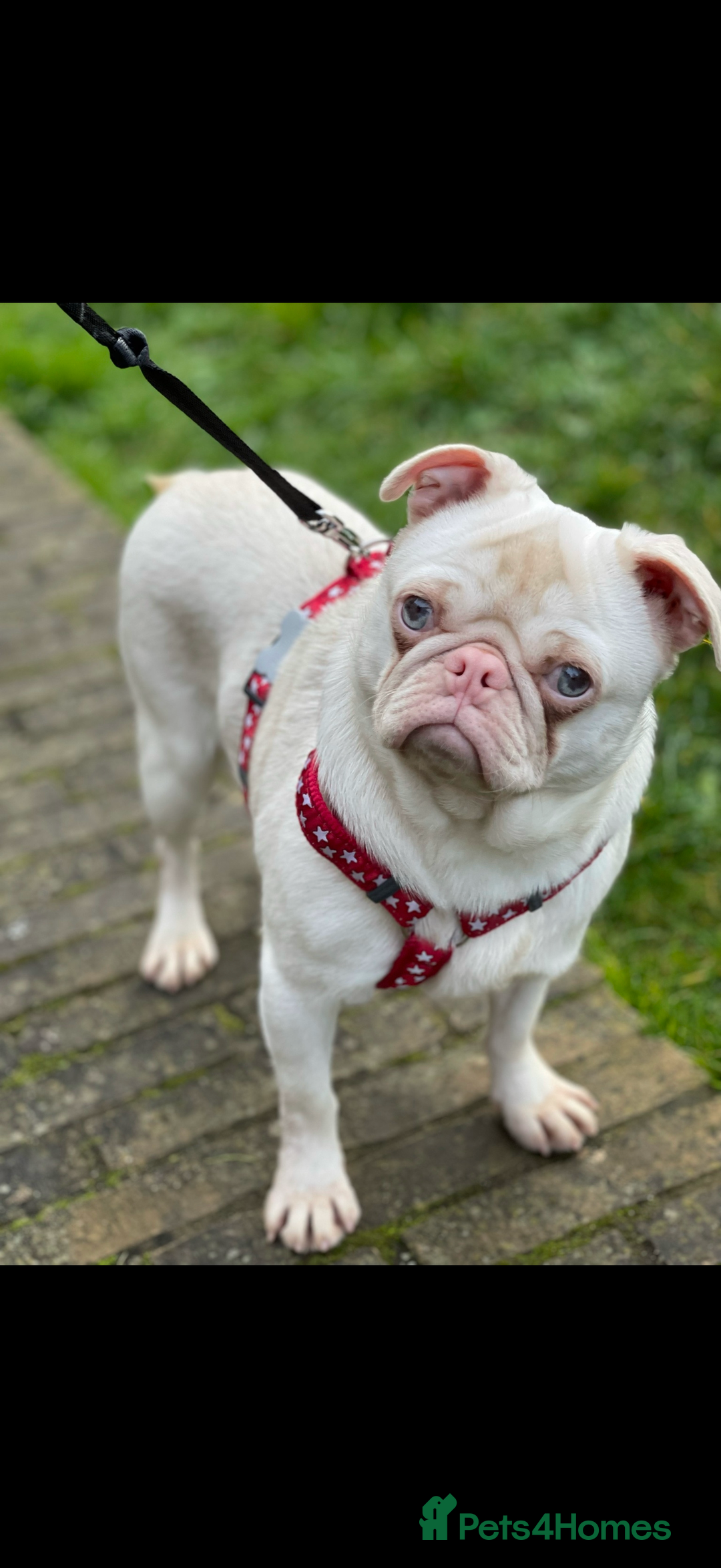 Pug dogs for sale: Pink Albino Pug🤍 (Kc registered) - Image 1