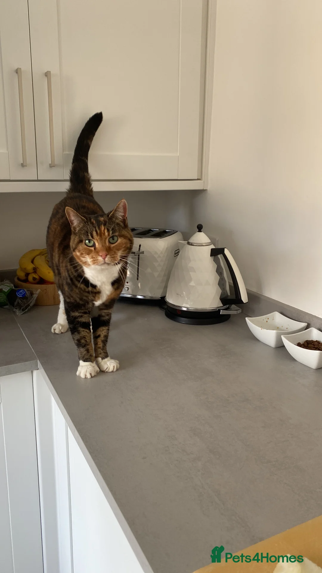 Mixed Breed cats for sale: Loving Home Wanted for 13 Year Old Cat - Advert 4