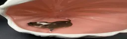 Mouse rodents for sale: Males and females - Advert 3