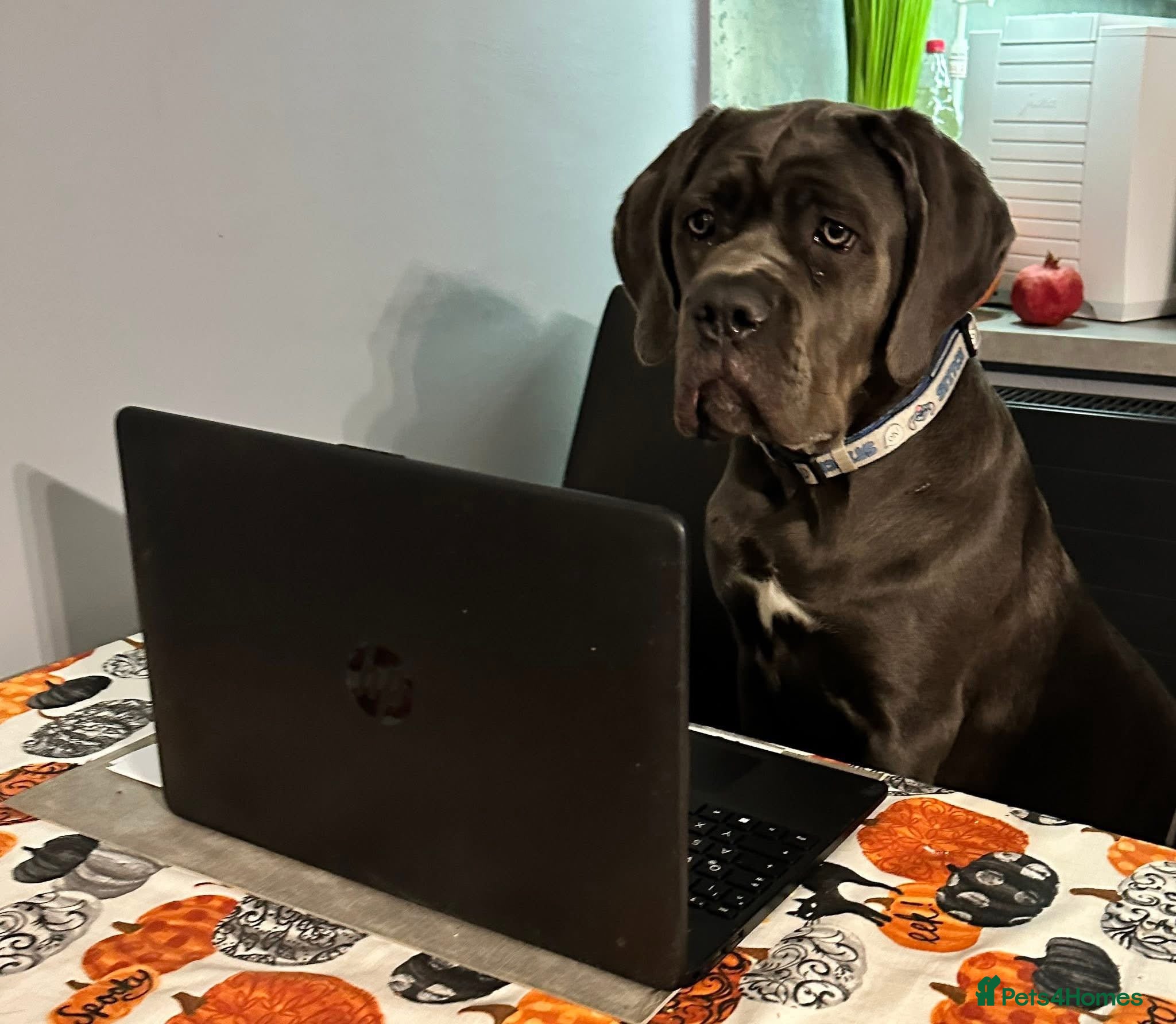 Cane Corso dogs Stud  - Advert 2