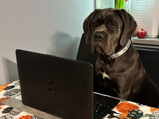 Cane Corso dogs Stud - Advert 1