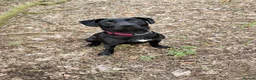 Mixed Breed dogs for adoption: Teddy - Advert 3