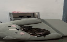 Mixed Breed dogs for sale: Roxie 9weeks old staffy x bandog  - Advert 2