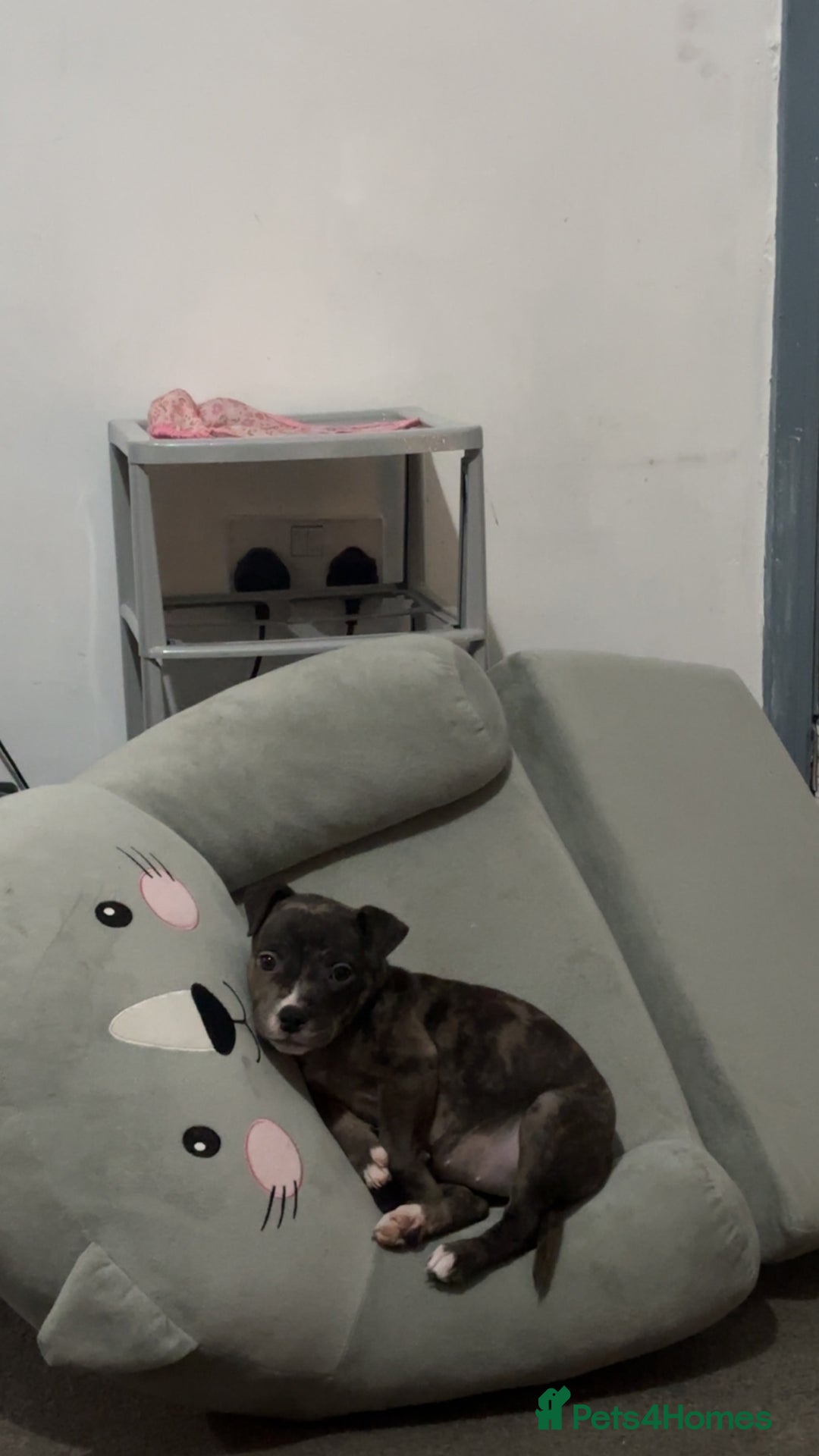 Mixed Breed dogs for sale: Roxie 9weeks old staffy x bandog  - Advert 2