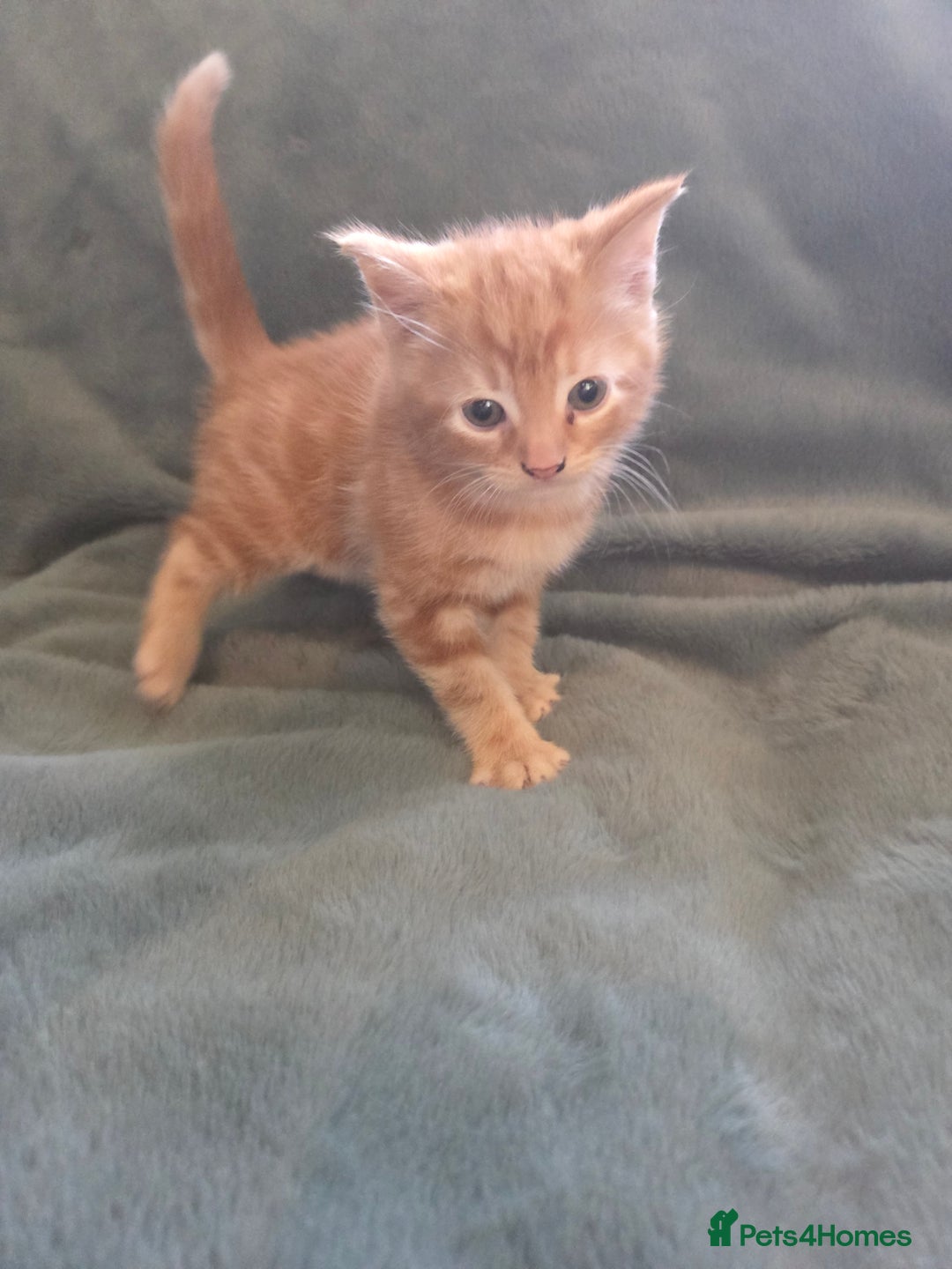 Mixed Breed cats for sale: 3 kittens ready for forever homes - Advert 10