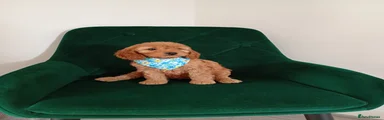 Cockapoo Puppy 2