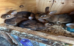 Rex rabbits for sale: Mini Caster rex - Image 4