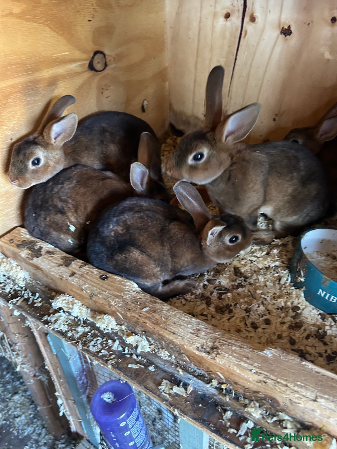 Rex rabbits for sale: Mini Caster rex - Image 4