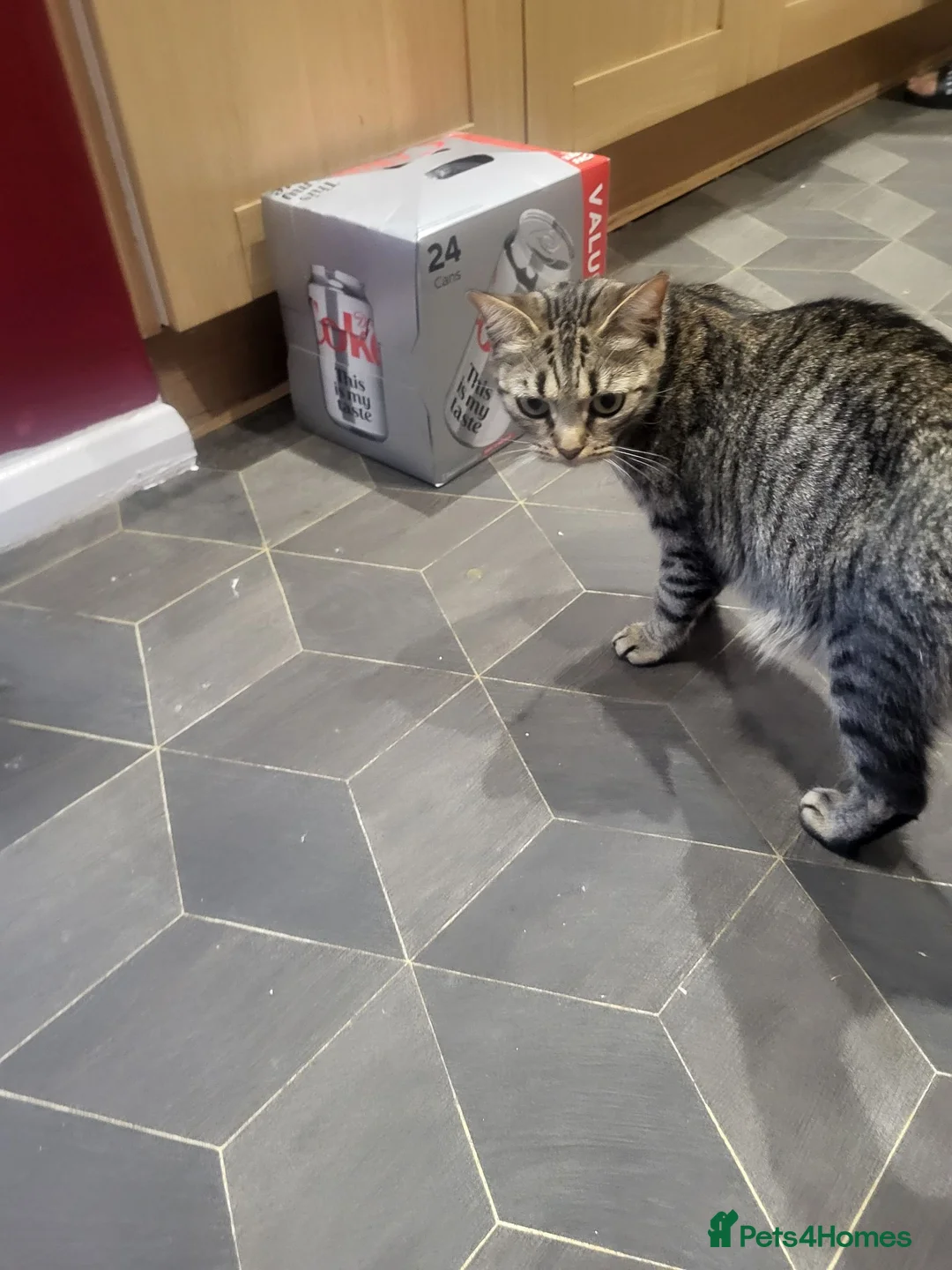 Mixed Breed cats for sale: Kittens forsale in Liverpool - Advert 1