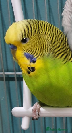 Budgerigars birds Budgie "Sprite" - Advert 2