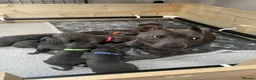 Staffordshire Bull Terrier dogs for sale: 9 gorgeous blue Staffordshire bull terrier  - Advert 6