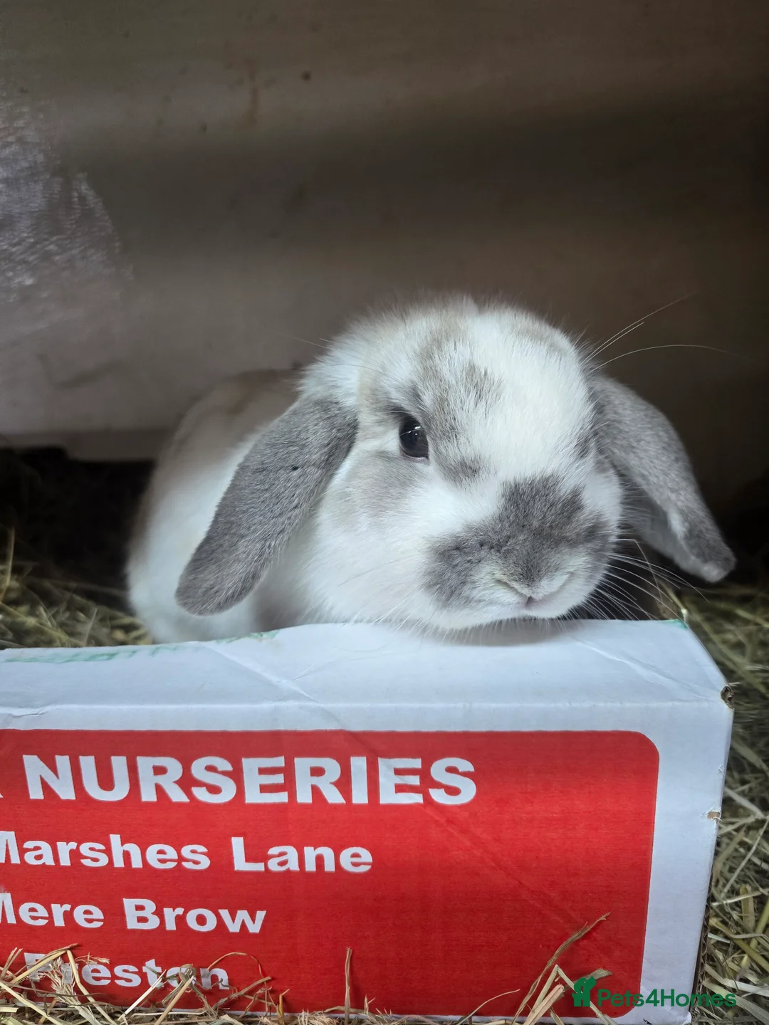 Mini Lop rabbits for sale: 3 sister females mini lops all 8 months old rescue - Advert 2