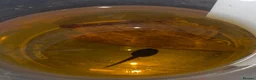 Frog reptiles for sale: Dendrobates tinctorius Azules Dart Frog Tadpoles - Advert 6