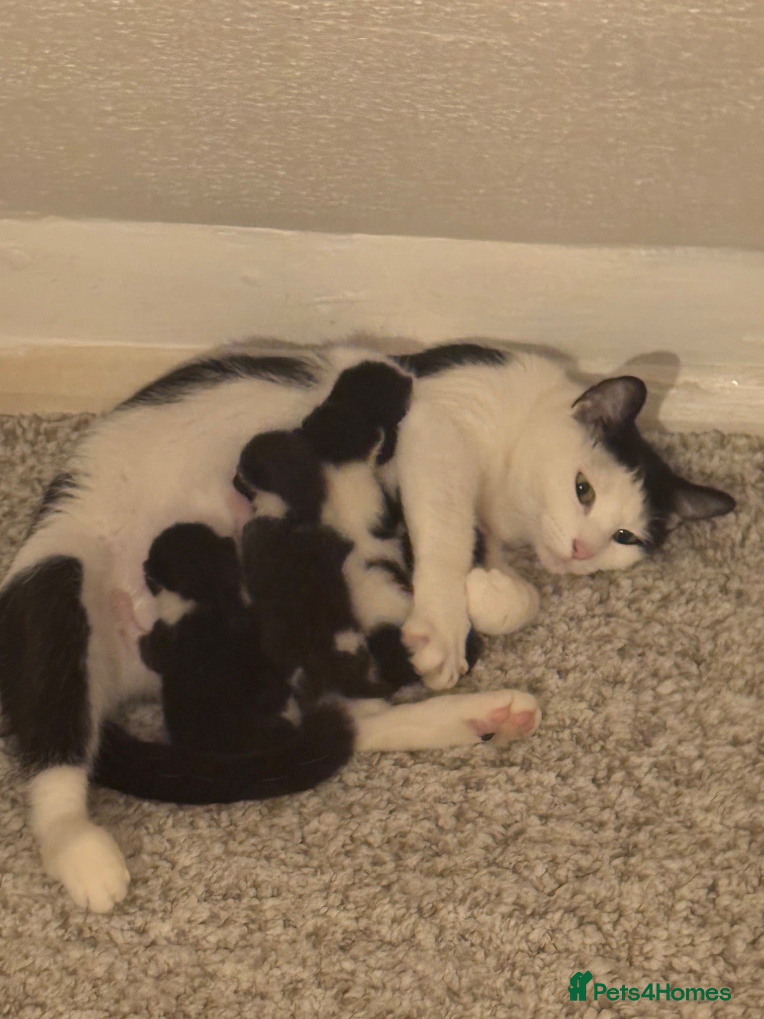 Domestic Shorthair cats Black and white kittens  - Advert 6