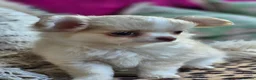 Chihuahua dogs for sale: Amazing Longcoat Apple head Chihuahua Puppies - Advert 19