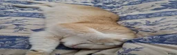 British Longhair cats for stud: Longhair gene GoldenChinchilla GCCF ActiveNY12stud - Advert 2