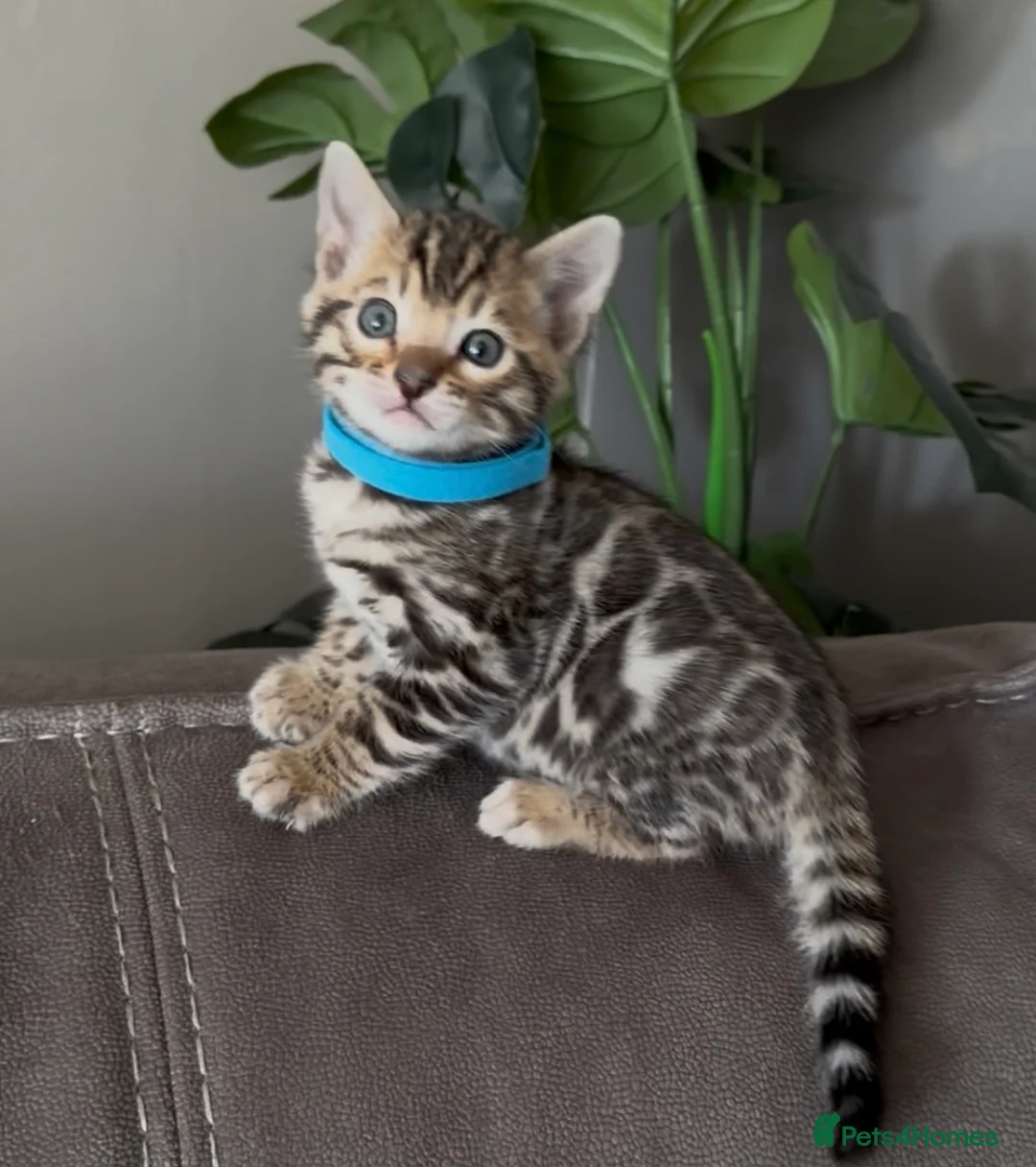 Bengal cats for sale: 1 left- Beautiful Pedigree Bengal kittens for sale - Advert 2