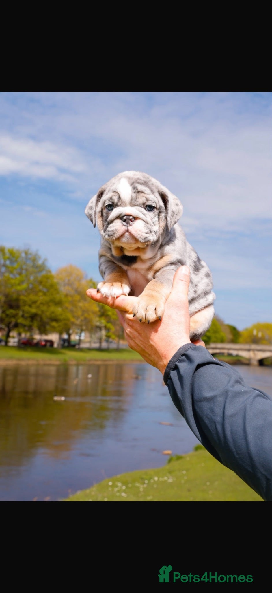 English Bulldog dogs Male Merle English Bulldog for sale  - Advert 2