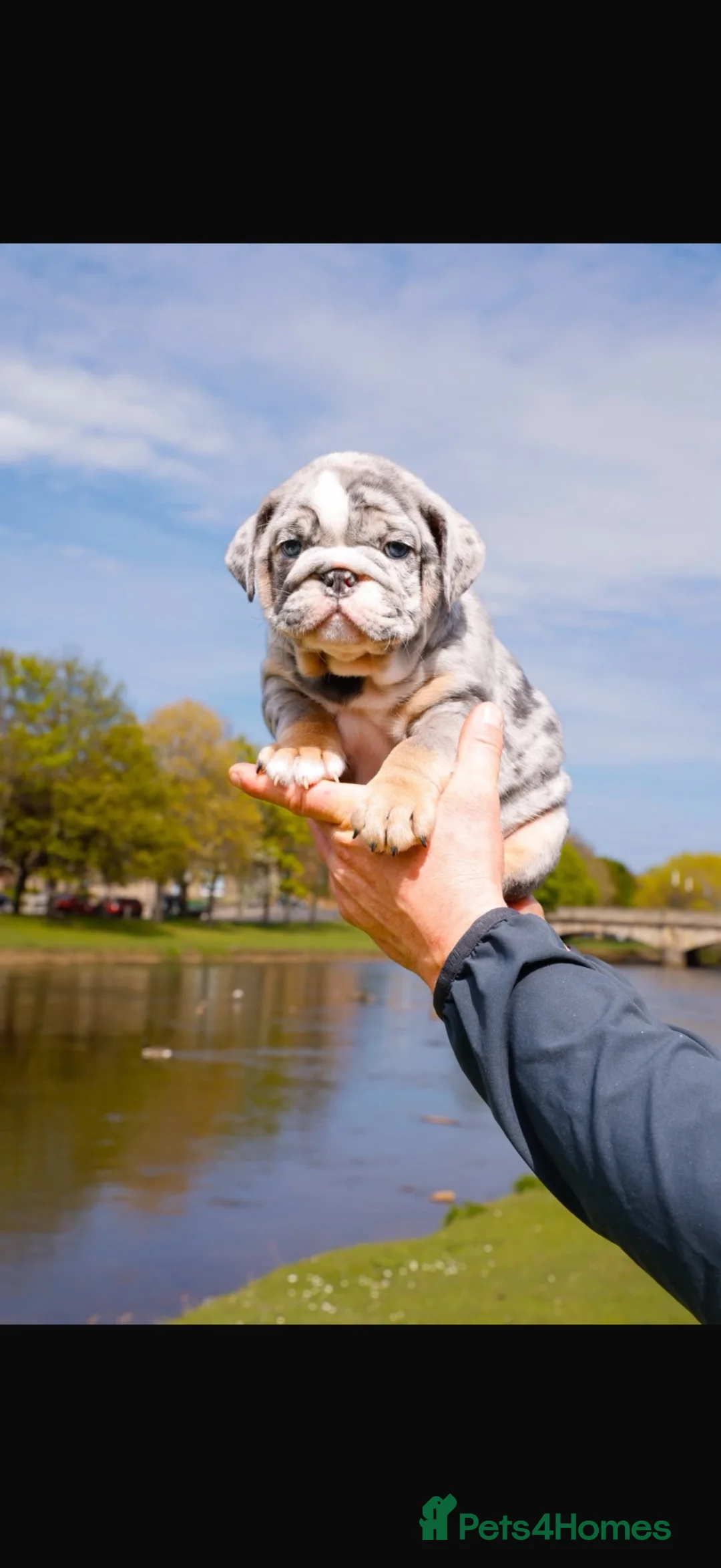 English Bulldog dogs for sale: Male Merle English Bulldog for sale  in Tranent - Advert 2