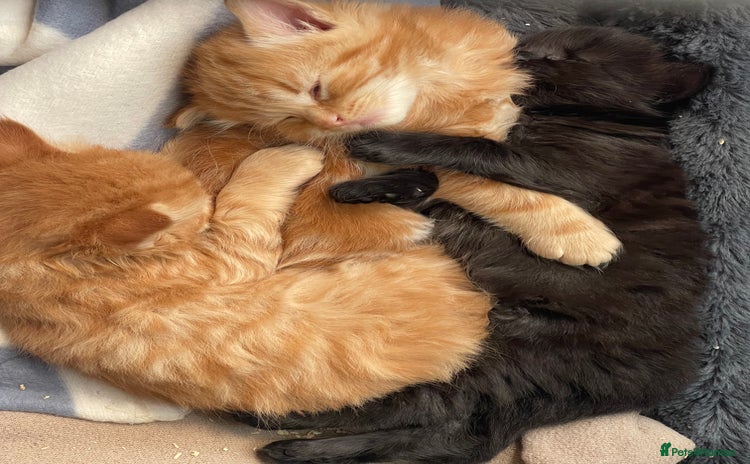 Domestic Shorthair cats - Advert 15