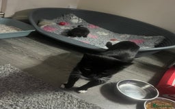 Mixed Breed cats for sale: Kittens - Image 11
