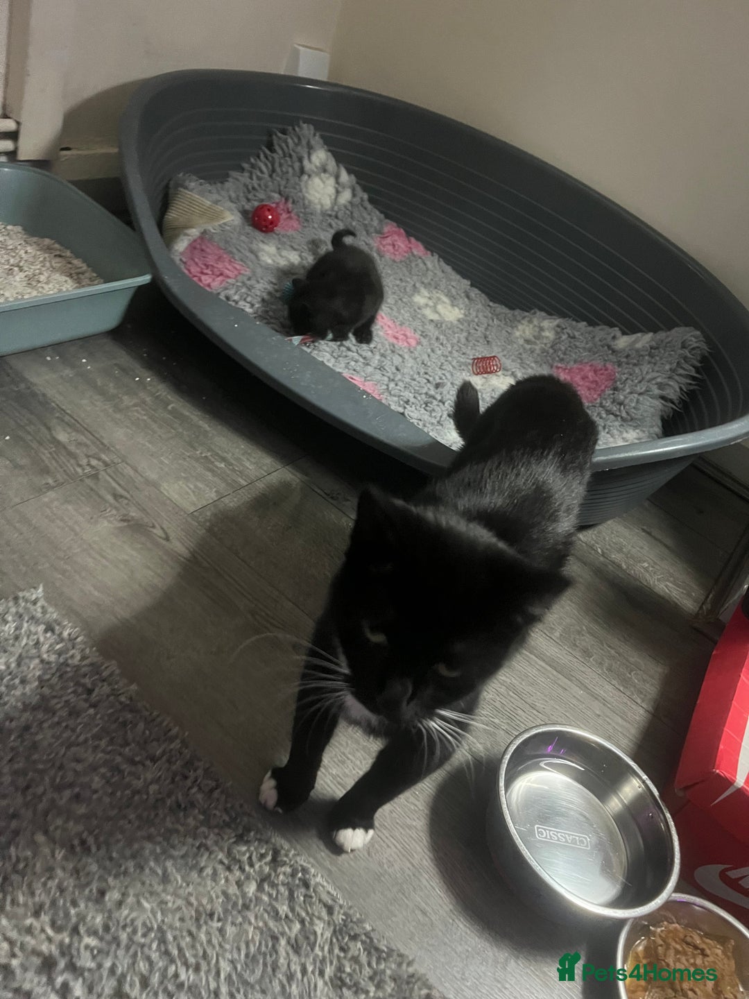 Mixed Breed cats for sale: Kittens - Image 11