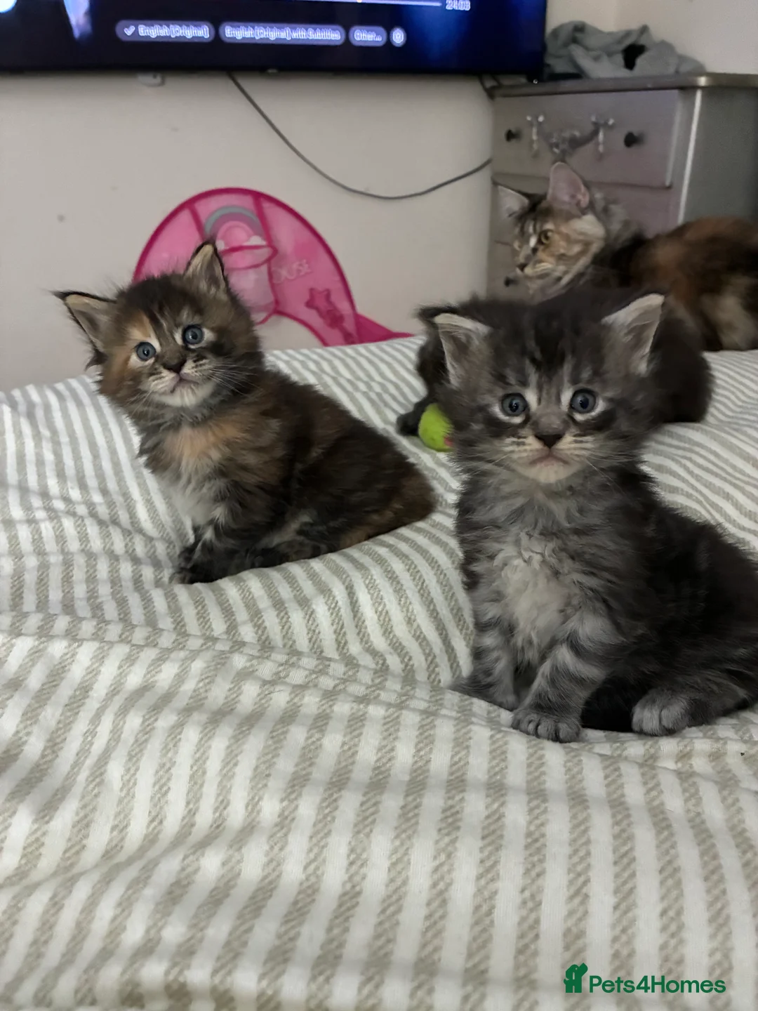 Maine Coon cats for sale: Maine coon kittens  - Advert 1
