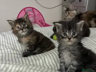 Maine Coon cats Maine coon kittens - Advert 1