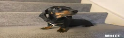 Miniature Dachshund dogs for sale: 3 Beautiful Girl Mini Dachshund - FULL Vaccinated in Manchester - Advert 2