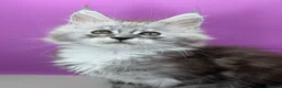 Maine Coon cats for sale:     Maine Coon Kittens | DNA Tested | TICAPedigree - Advert 5