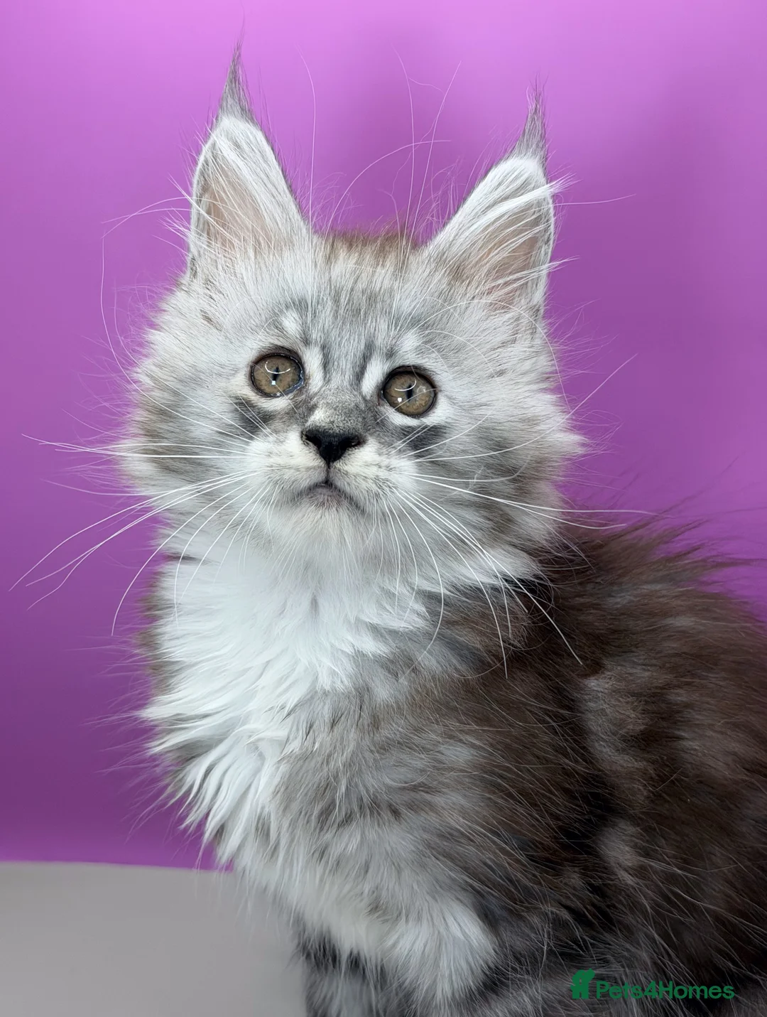 Maine Coon cats for sale:     Maine Coon Kittens | DNA Tested | TICAPedigree - Advert 5