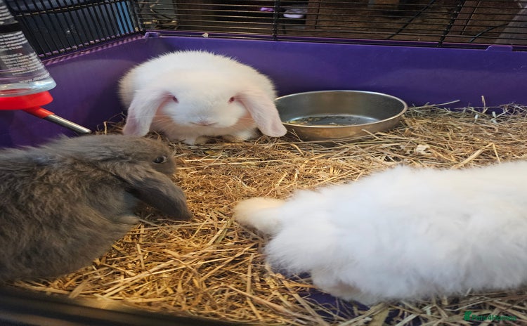 Mini Lop rabbits - Advert 1
