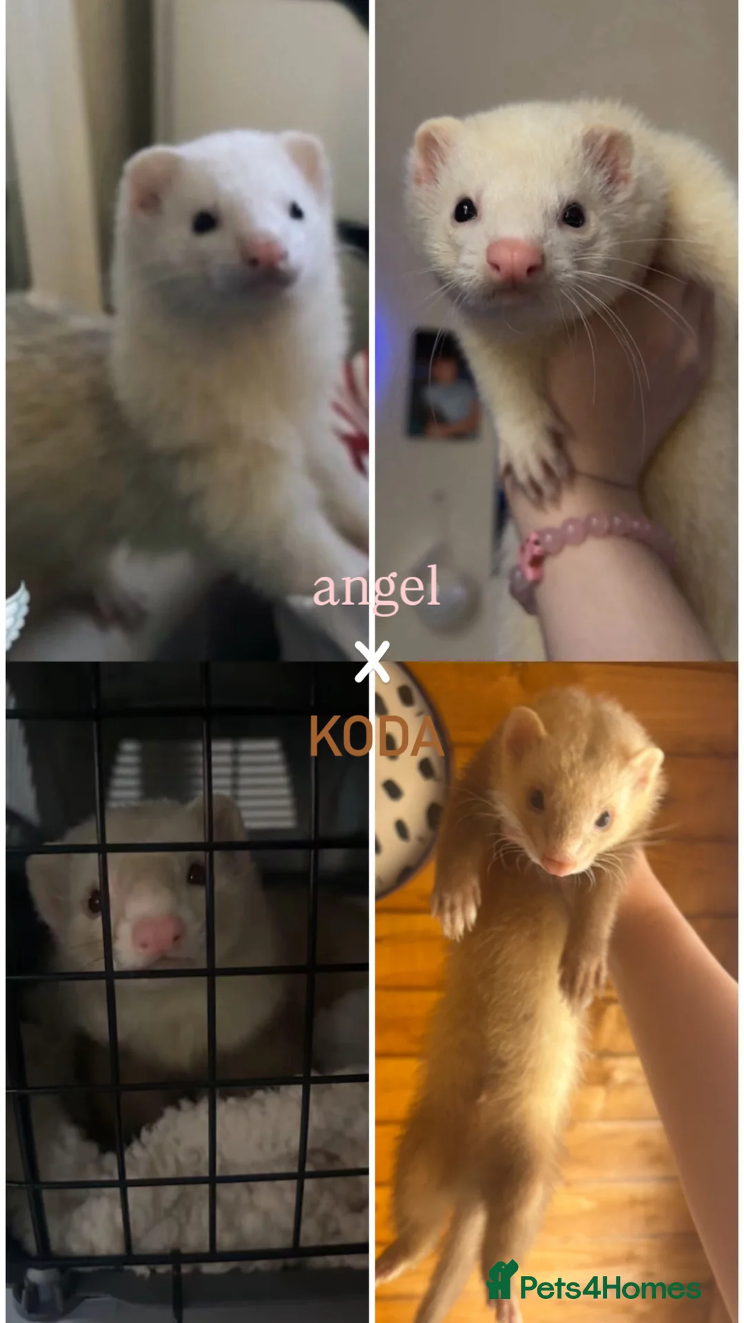Ferret rodents for sale: semi-angora kits ready July 2026 - Advert 1