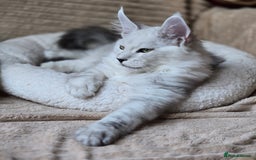 Maine Coon cats for sale: Large Silver Shaded Maine Coon kittens  - Image 14