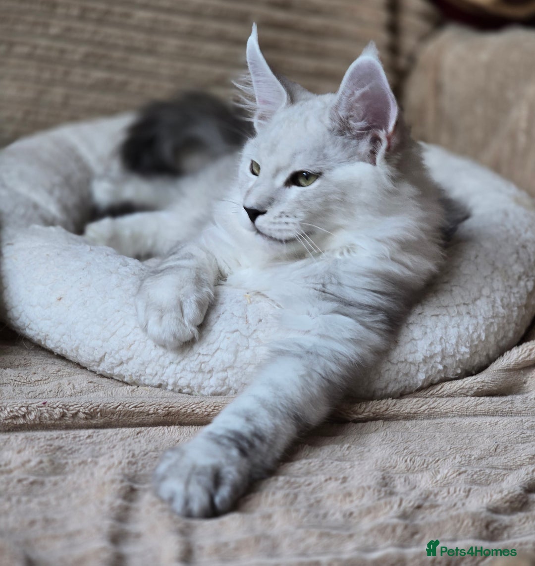 Maine Coon cats for sale: Large Silver Shaded Maine Coon kittens  - Image 14