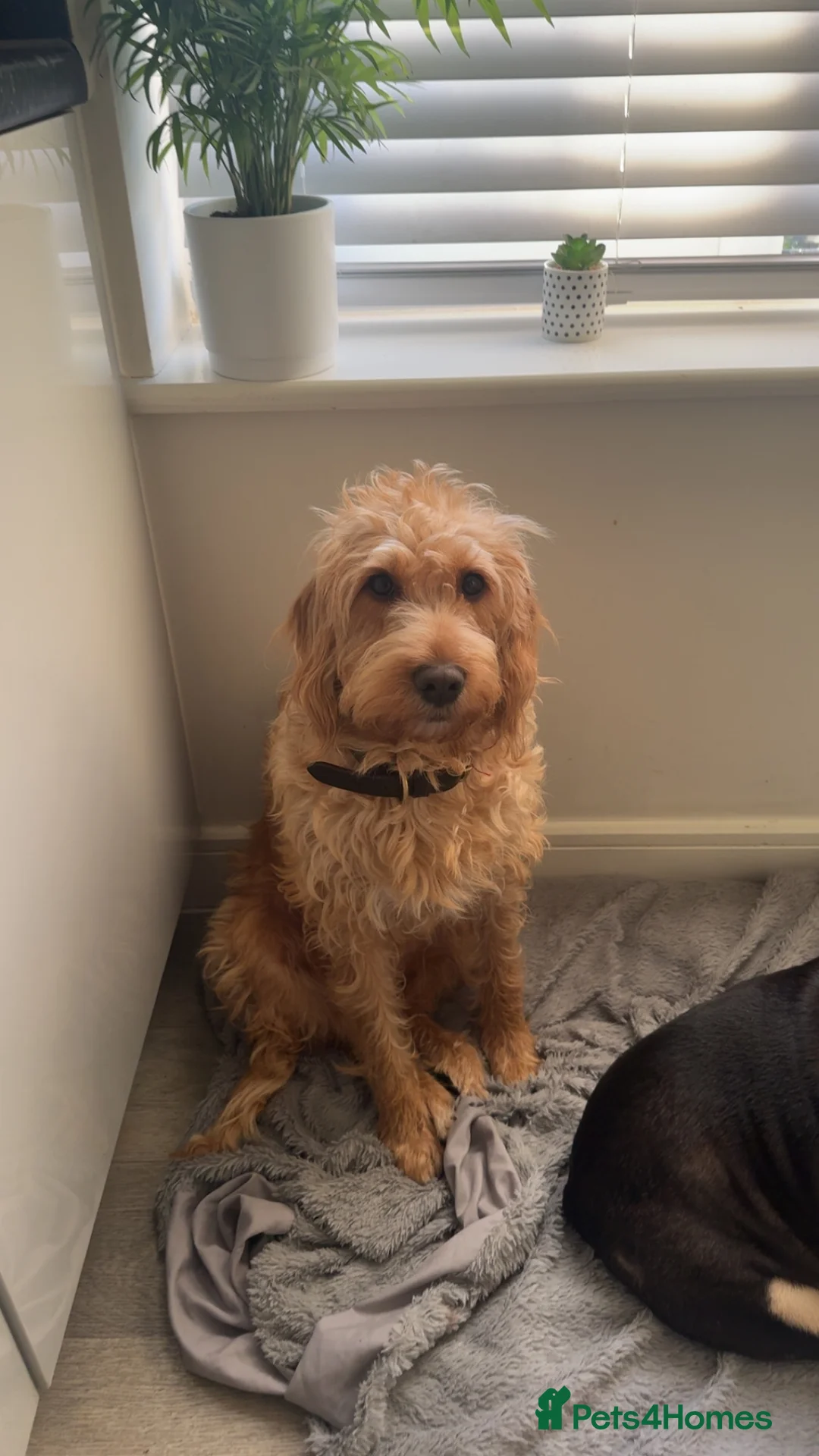 Double Doodle dogs for sale: 🐾 stunning Double Doodle puppies🐾 - Advert 1