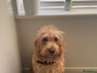 Double Doodle dogs 🐾 stunning Double Doodle puppies🐾 - Advert 3