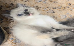 Mixed Breed cats for sale: Stunning Persian x Siamese kittens - Image 18