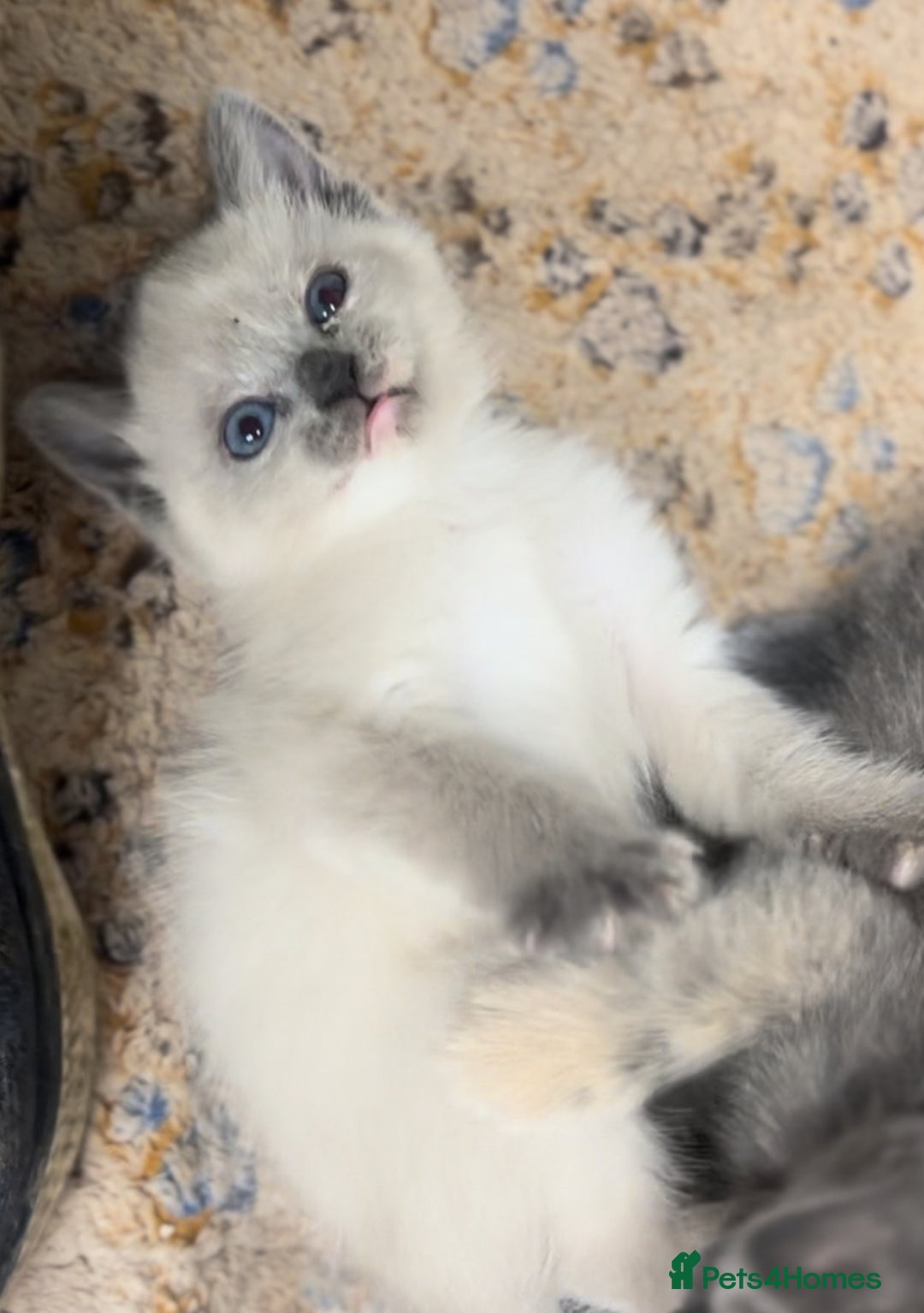Mixed Breed cats for sale: Stunning Persian x Siamese kittens - Image 18