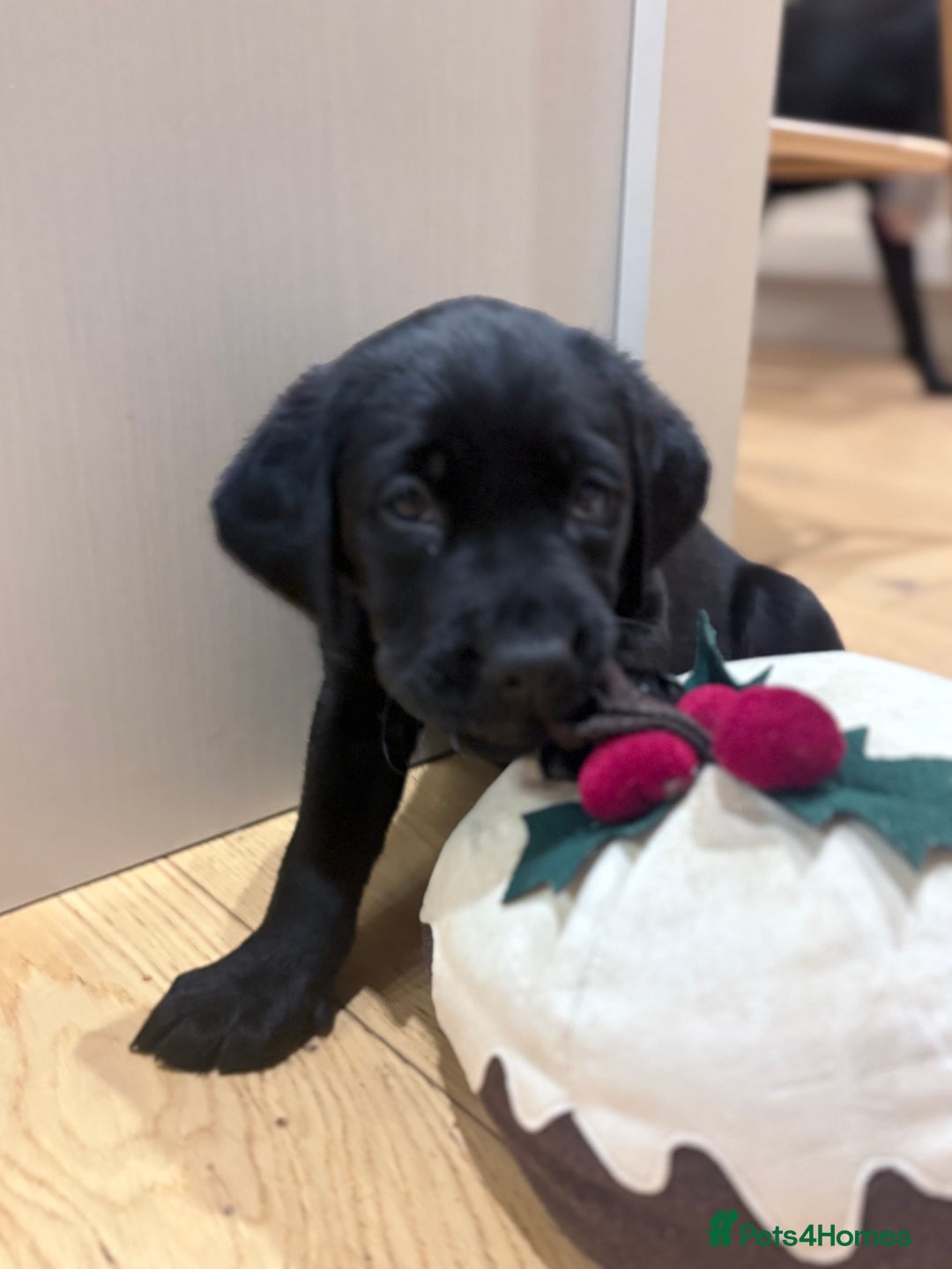 Labrador Retriever dogs for sale: Beautiful Pedigree Labrador Puppies - Advert 3