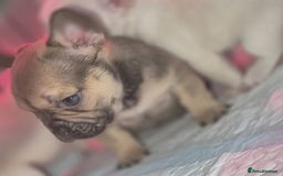 French Bulldog dogs for sale: Stunning French bulldog puppies 5 boys 2 girls  - Image 7