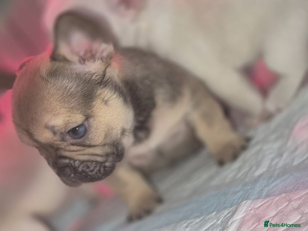 French Bulldog dogs for sale: Stunning French bulldog puppies 5 boys 2 girls  - Image 7