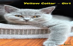 British Shorthair cats for sale: 🐾 Champion Line Blue BSH Kittens GCCF Active 🐾  - Image 20