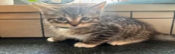 Ragdoll cats for sale: X5 Beautiful Ragdoll X Kittens - Advert 8